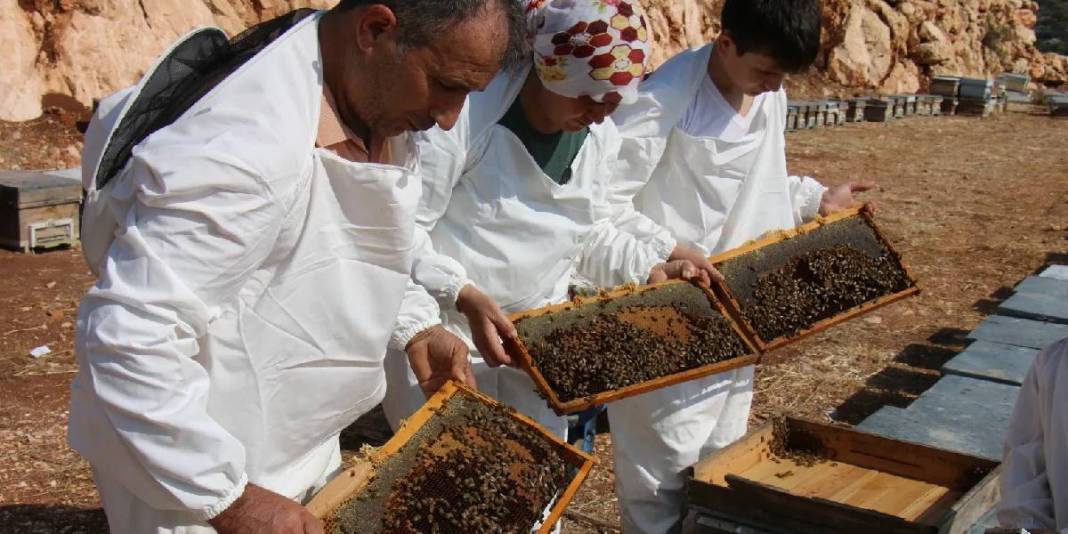 Kovanlar ağaç aralarına yerleşti, ilk hasat başladı! Şifa kaynağı olarak biliniyor:Hem yurt içinde hem de yurt dışında satılacak 4